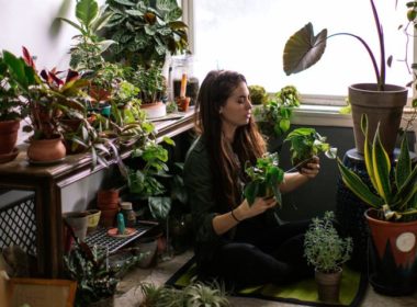 indoor plants online